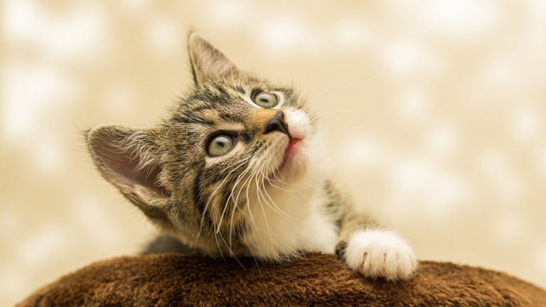 filhote de gato