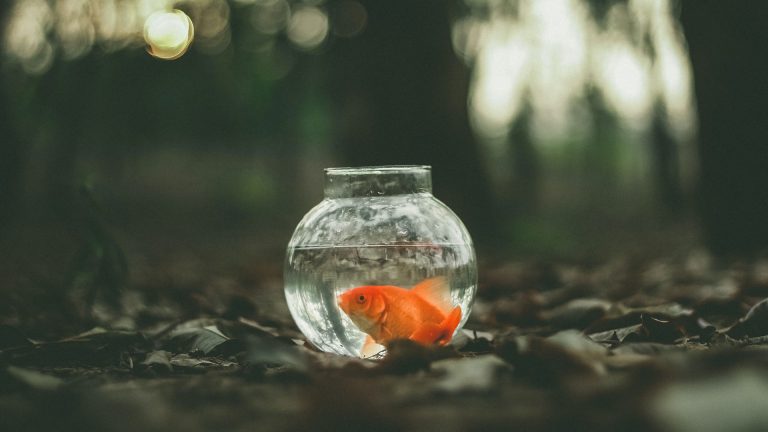 peixe em aquário deixado em clareira na floresta