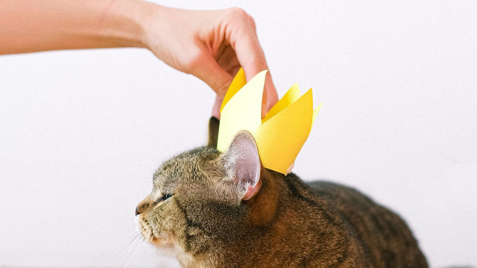 Gato sendo coroado