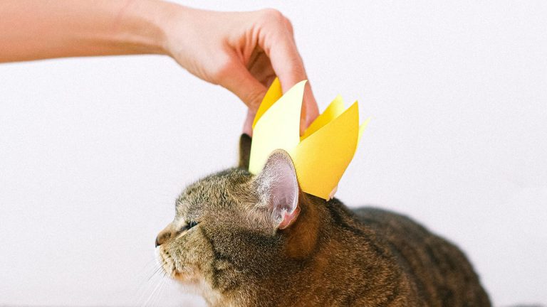 Gato sendo coroado